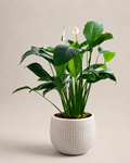 Peace Lily