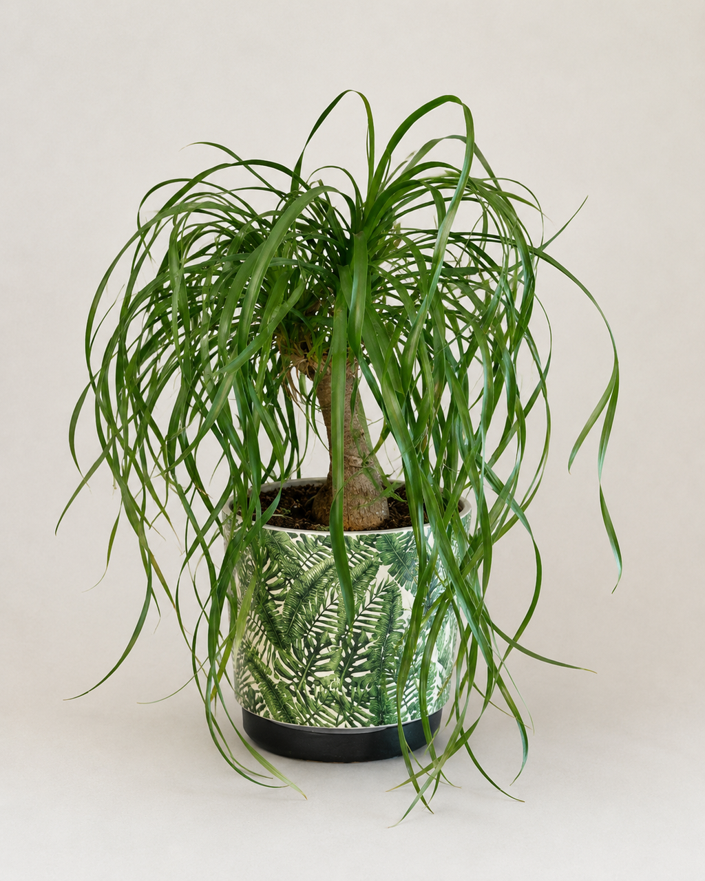 Ponytail Palm