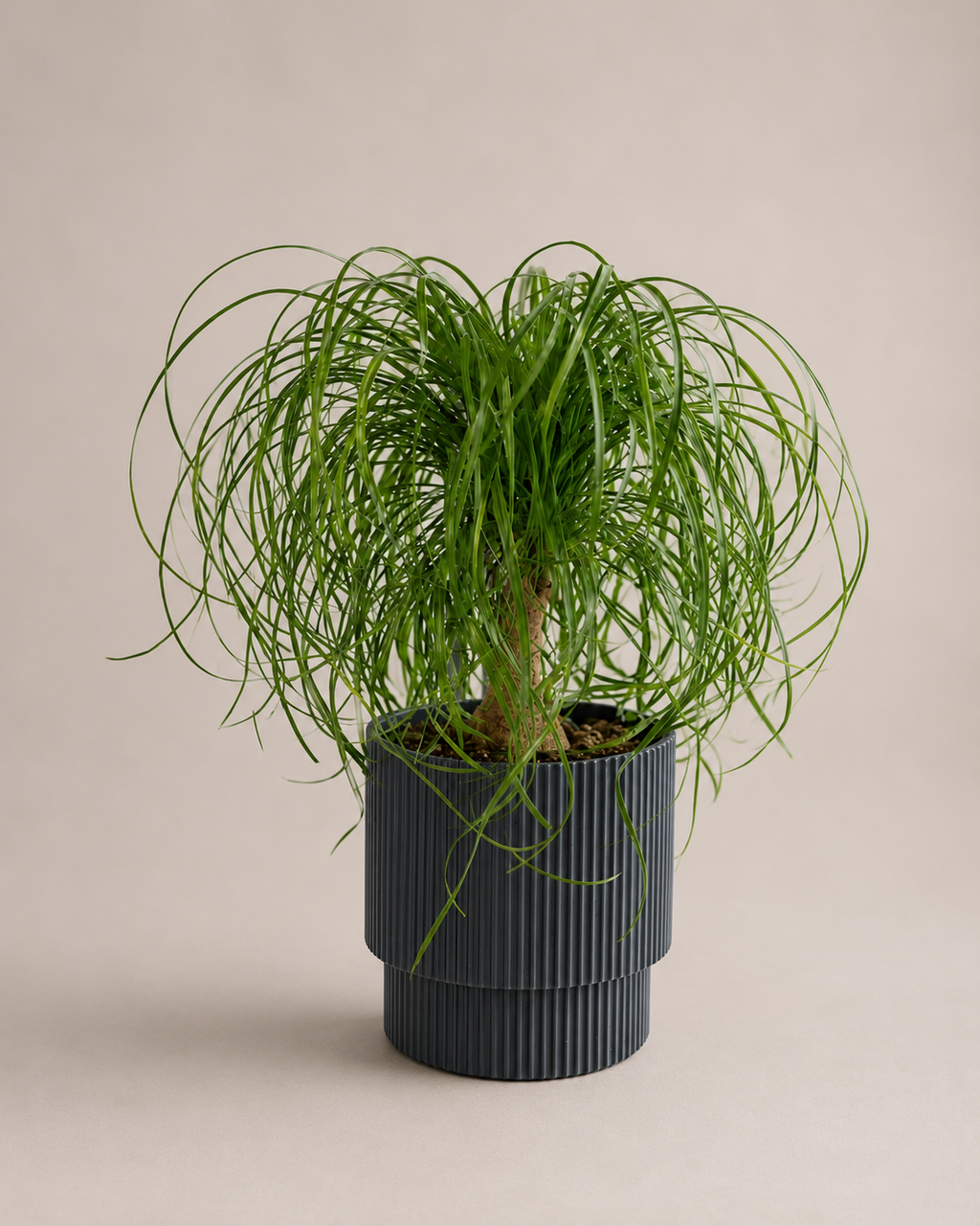 Ponytail Palm