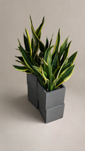 Sansevieria