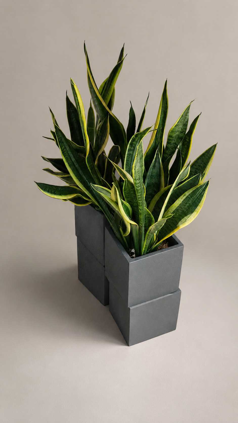 Sansevieria