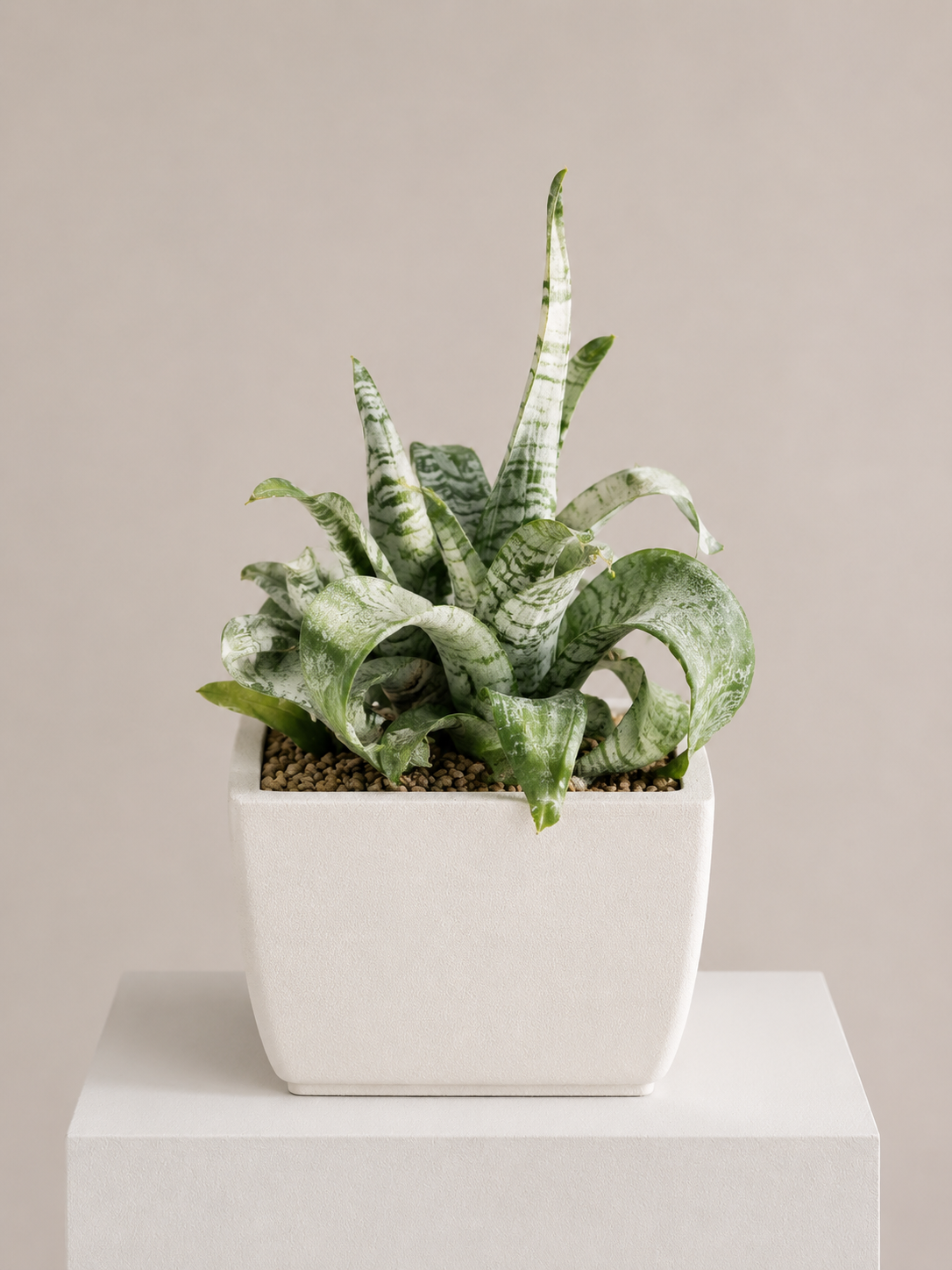 Sansevieria