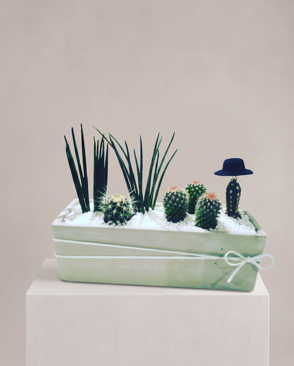 Succulent Plant