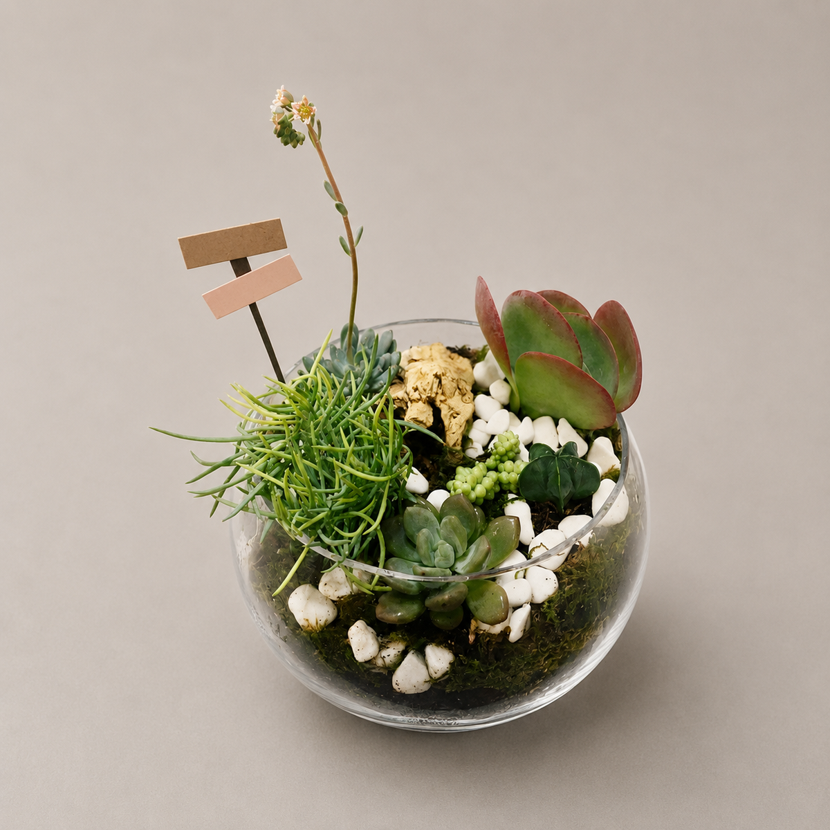 Succulent Terrarium