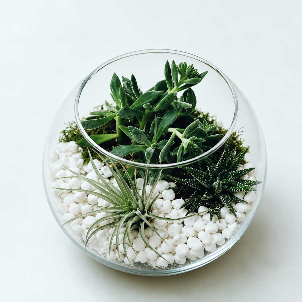 Succulent Terrarium