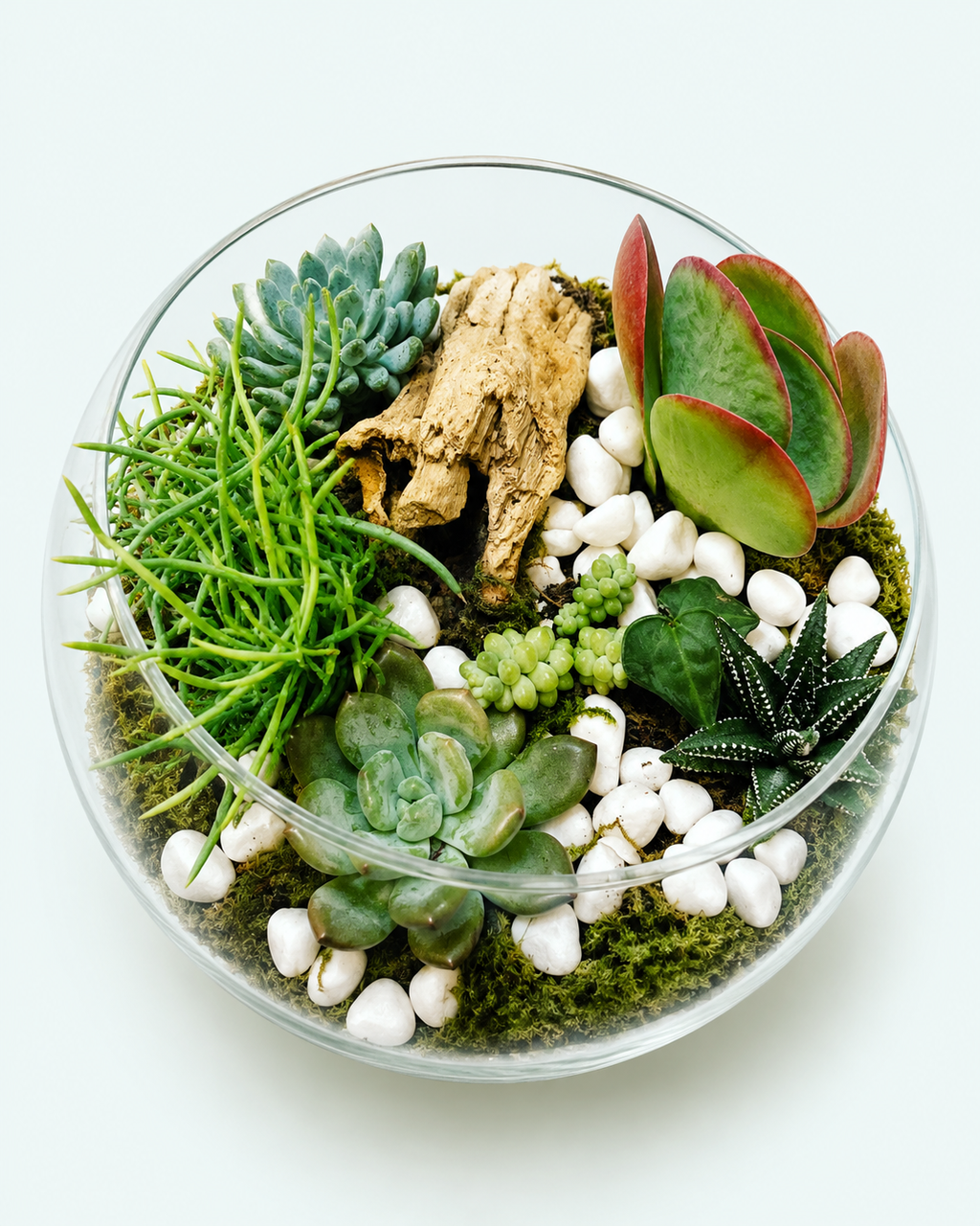 Succulent Terrarium
