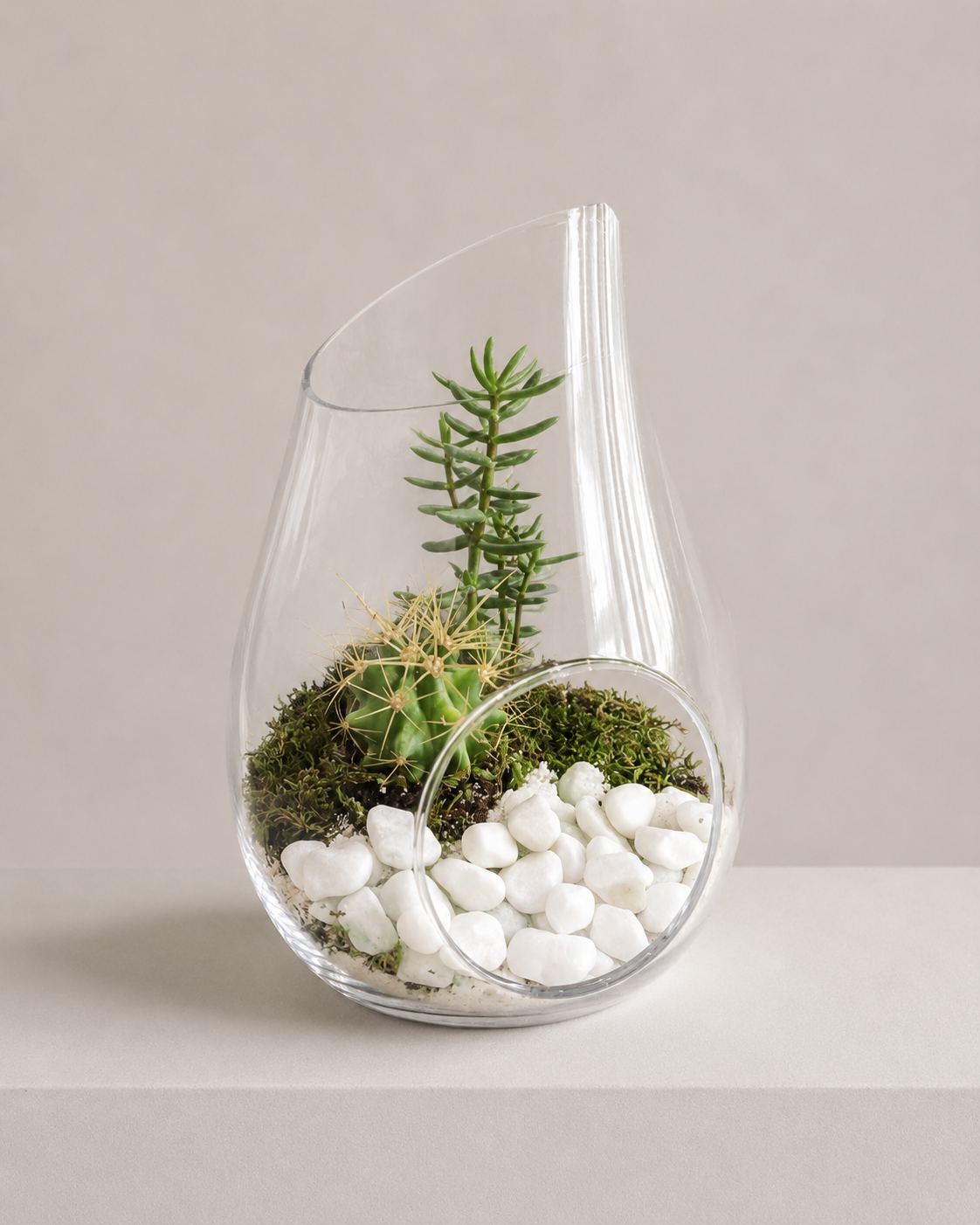 Succulent Terrarium