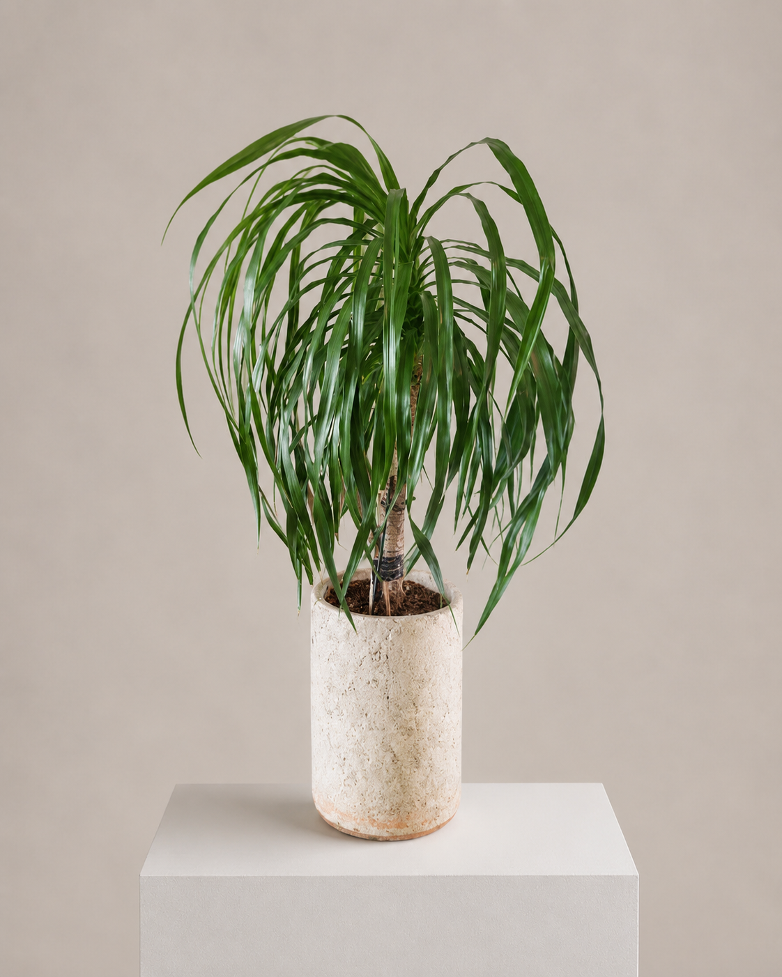 Tropical Plant