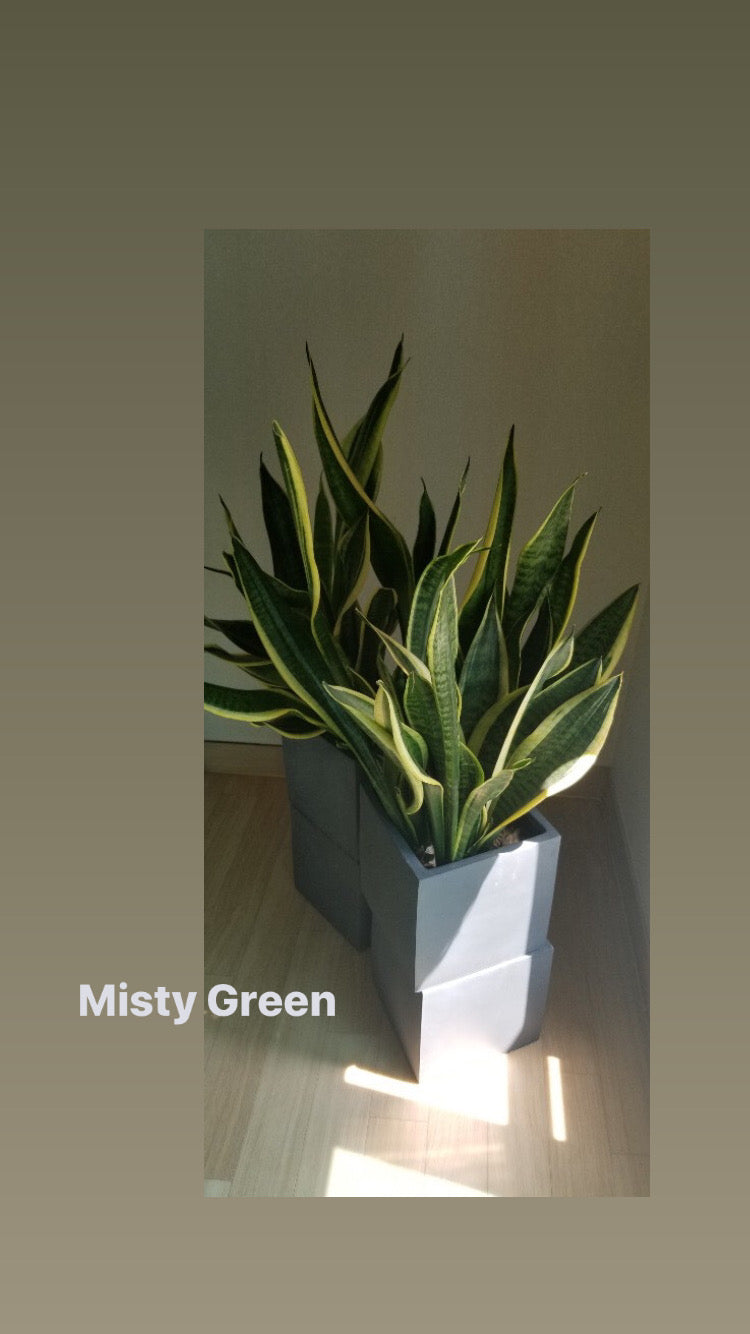 Sansevieria
