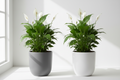 Sympathy Plants